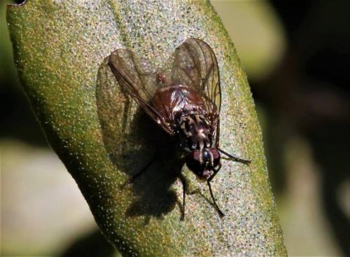 Phaonia sp.